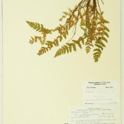 Physematium scopulinum