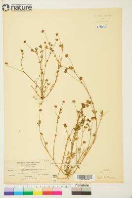 Trifolium Tourn. ex L.