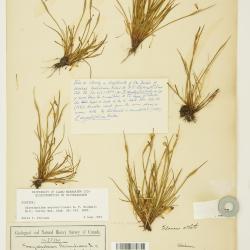 Sisyrinchium septentrionale