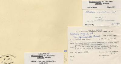 Physematium scopulinum