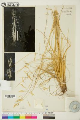 Deschampsia cespitosa