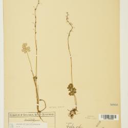 Thalictrum L.