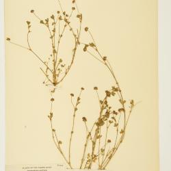 Trifolium Tourn. ex L.