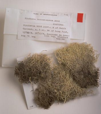 Cladonia terrae-novae