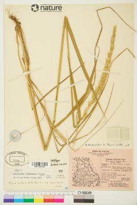 Quercus blufftonensis