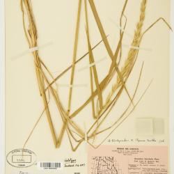 Quercus blufftonensis