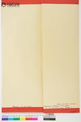 Sabulina dawsonensis