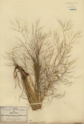 Aristida mexicana