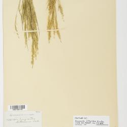 Eragrostis lutescens