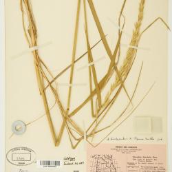 Quercus blufftonensis