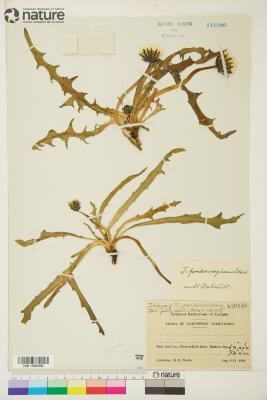 Taraxacum ceratophorum