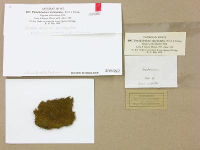 Pseudoleskeella tectorum