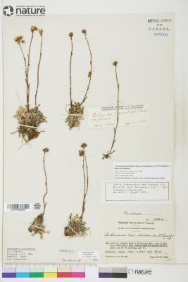 Antennaria friesiana