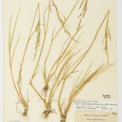 Puccinellia maritima