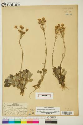 Packera antennariifolia