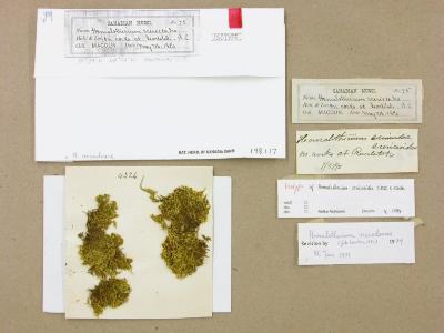 Homalothecium nevadense