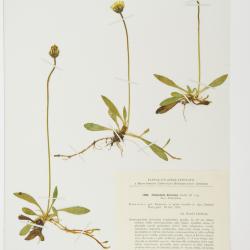 Hieracium deficiens