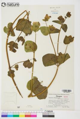 Mirabilis macfarlanei