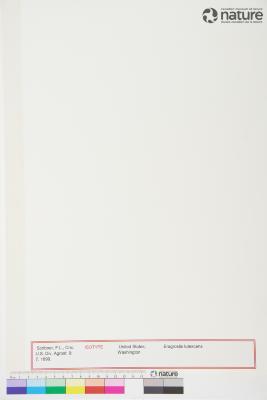 Eragrostis lutescens