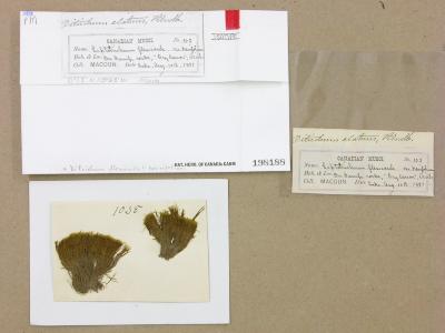 Flexitrichum flexicaule