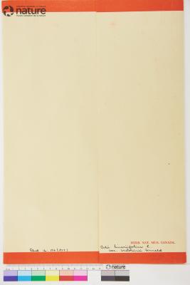 Ionactis linariifolia