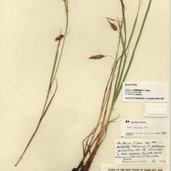 Carex paleacea