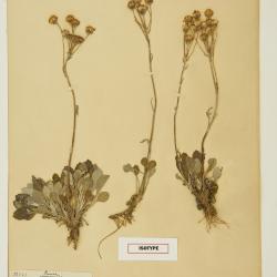 Packera antennariifolia