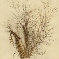 Aristida mexicana