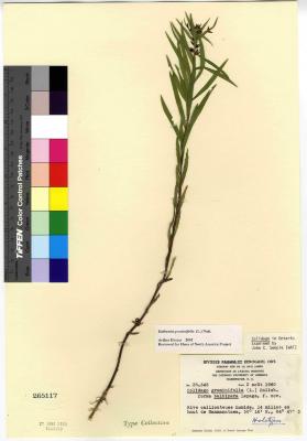 Euthamia (Nutt.) Cass.