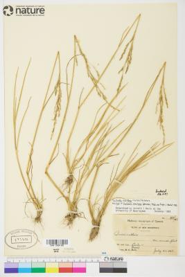 Puccinellia maritima