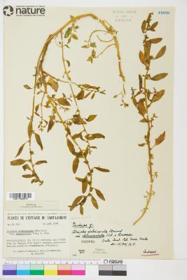 Atriplex glabriuscula