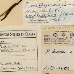 Potamogeton spathuliformis