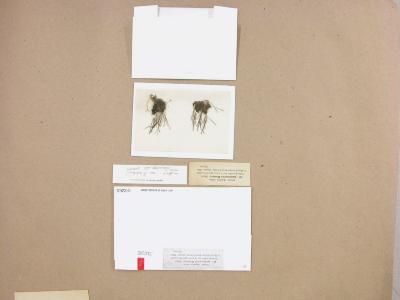 Anthoceros punctatus