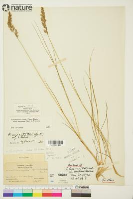 Calamagrostis inexpansa