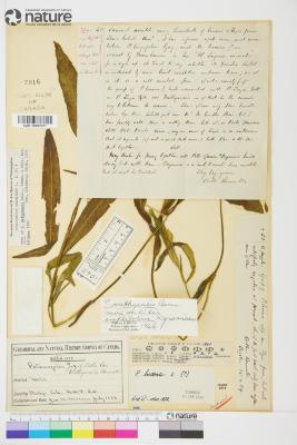 Potamogeton spathuliformis