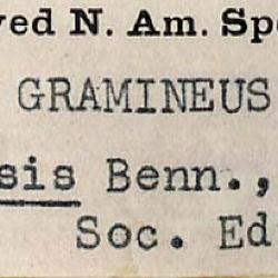 Potamogeton spathuliformis