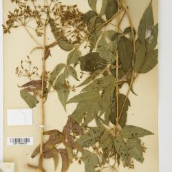 Coulterophytum B.L.Rob.