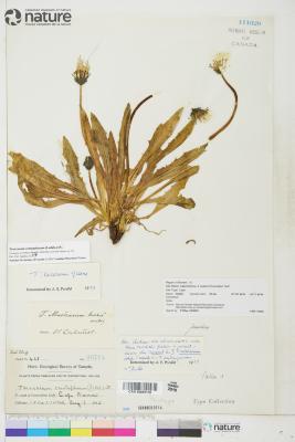 Taraxacum ceratophorum