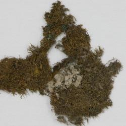 Marsupella pseudofunckii