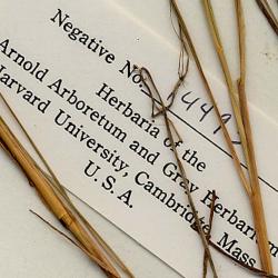 Calamagrostis inexpansa