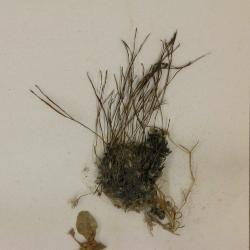 Anthoceros punctatus