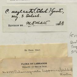 Calamagrostis inexpansa