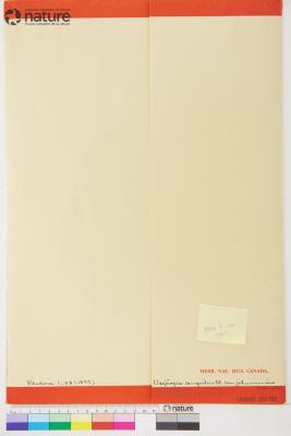 Oxytropis campestris