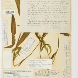 Potamogeton spathuliformis