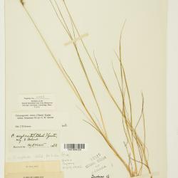 Calamagrostis inexpansa