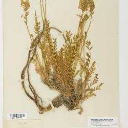 Oxytropis campestris