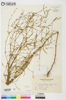 Polygonum ramosissimum