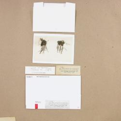 Anthoceros punctatus