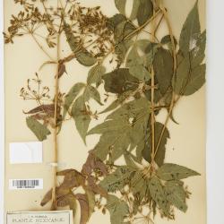 Coulterophytum B.L.Rob.