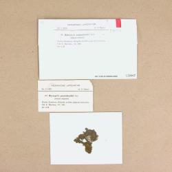 Marsupella pseudofunckii